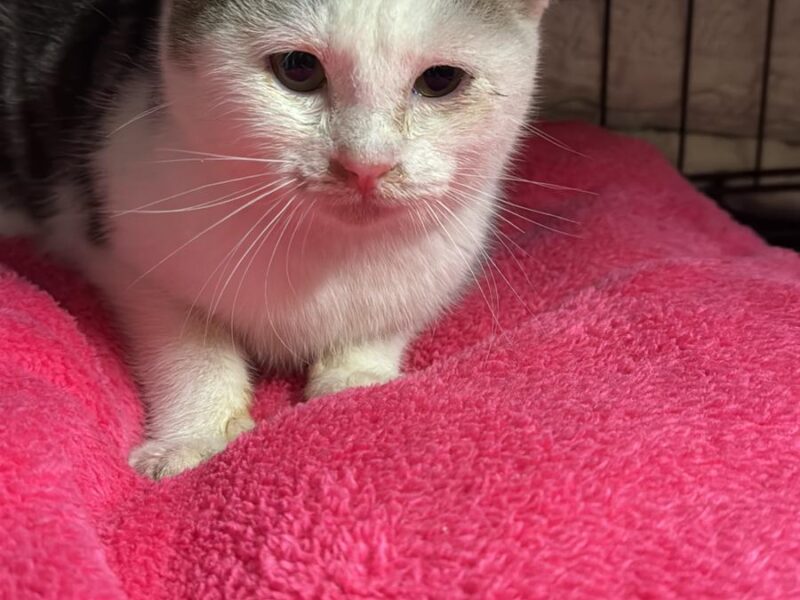 Bizcochito Bizcochito