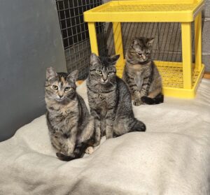Boltaña (la mamá), Urbez y Orosia (sus hijas)