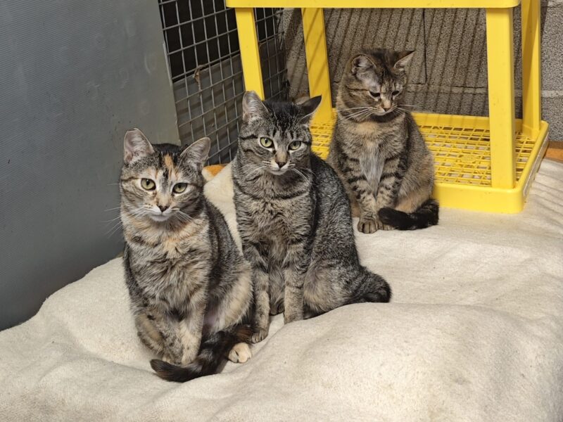 Boltaña, Urbez y Orosia