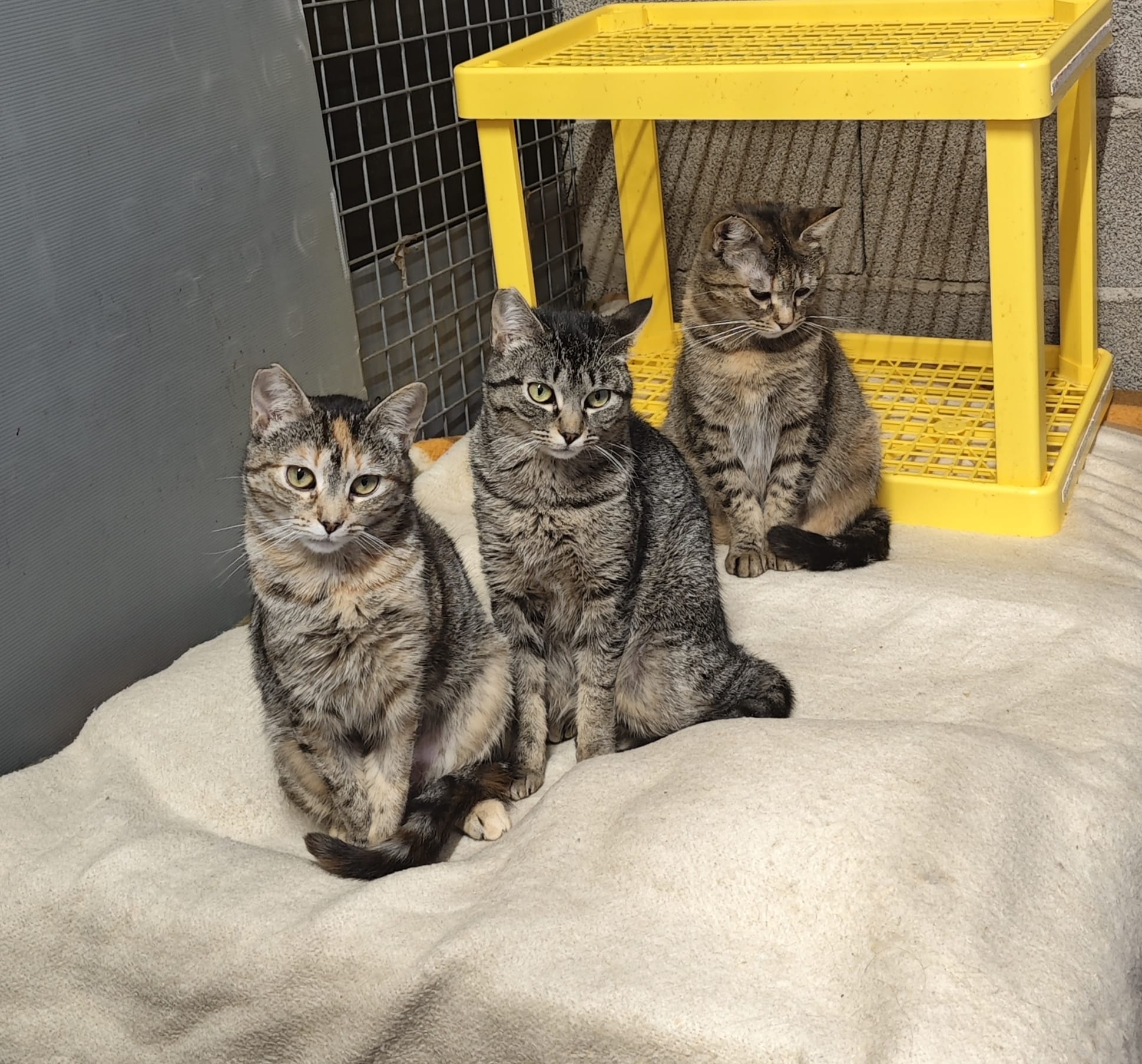 Boltaña, Urbez y Orosia