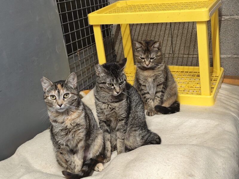 Boltaña, Urbez y Orosia