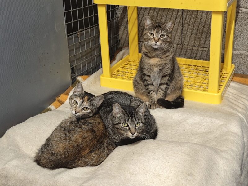 Boltaña, Urbez y Orosia