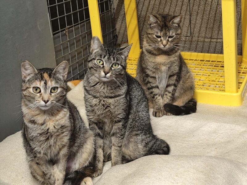 Boltaña, Urbez y Orosia