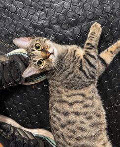 Nala