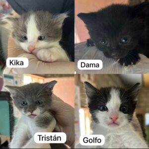Kika, Dama, Tristán y Golfo