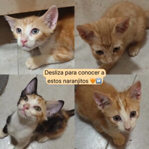 Taotie, Ryuk, Tremi y Tokyo